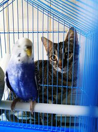 Close-up of bird perching in cage