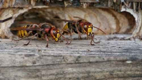 Close-up of insects