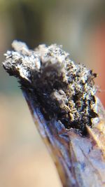 Macro shot of lizard on wood