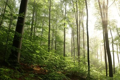 View of trees in forest