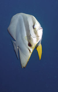 Close-up of batfish swimming in sea