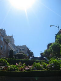 Sun shining through trees