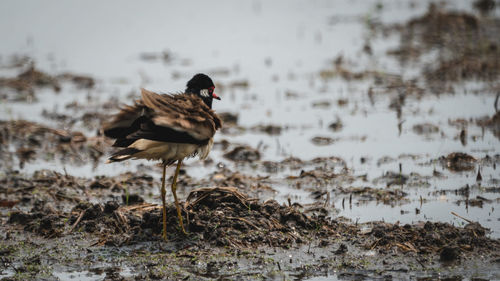 Bird perching on a land