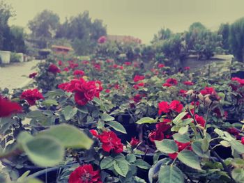 Close-up of flowers blooming outdoors