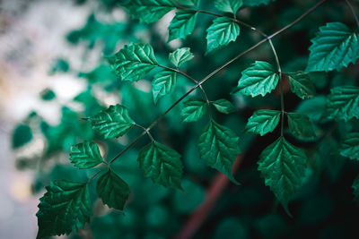 Close-up of leaves on tree