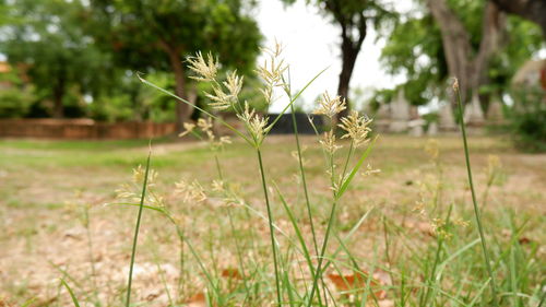 Close-up of plant on field