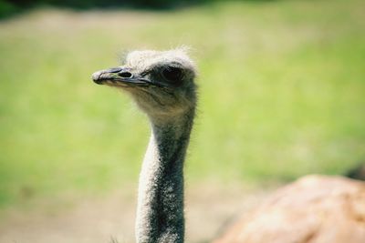 Close-up of a bird looking away