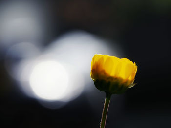 Close-up of yellow flower