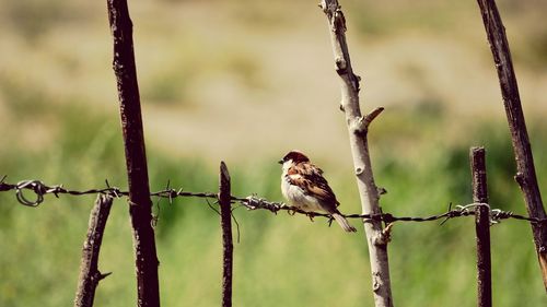 Close-up of bird perching on branch