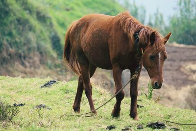 Horses standing on field