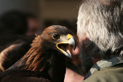 Close-up of eagle with man