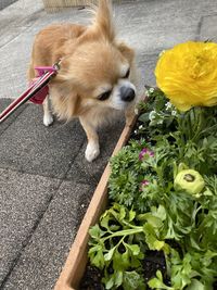 Dog lying down on floor