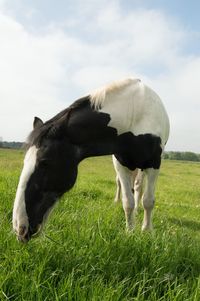 Horse grazing in field