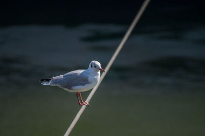 High angle view of seagull perching on cable