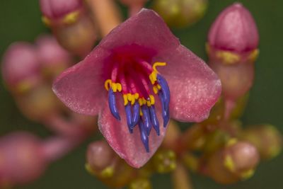 Close-up of flower growing outdoors