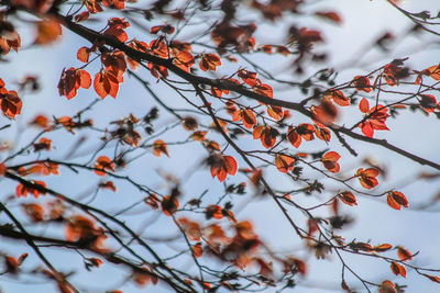 Close-up of tree during winter