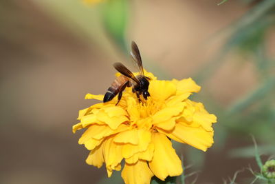 Close-up of insect bee on yellow marigold flower