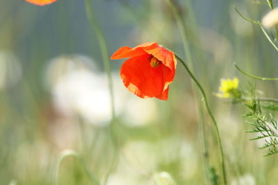 Close-up of red poppy on plant