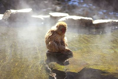 Japanese macaque sitting on rock amidst hot spring