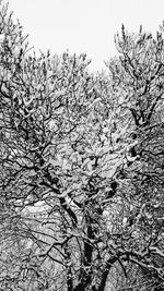 Low angle view of birds on tree against sky