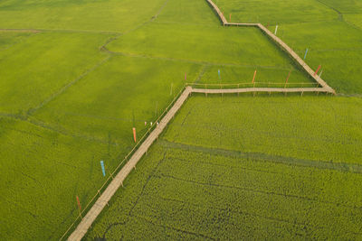 High angle view of agricultural field