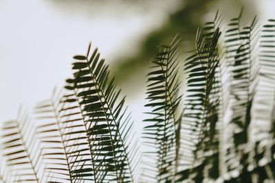 Low angle view of palm trees against sky