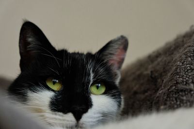 Close-up portrait of cat at home