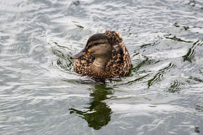 Close-up of duck swimming in lake