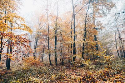 Trees in forest during autumn