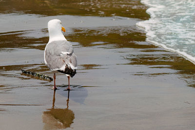 Bird perching on lake