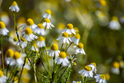 Close-up of yellow flowering plant on field