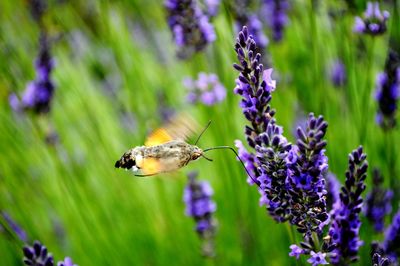 Close-up of butterfly pollinating on purple flower