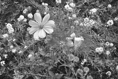 High angle view of flowers blooming on field