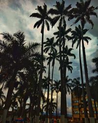 Low angle view of palm trees against sky