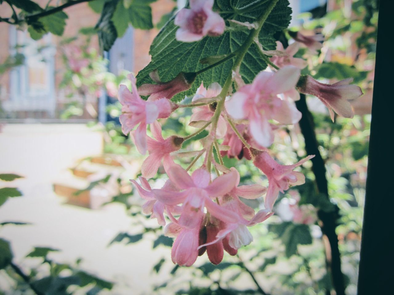 CLOSE-UP OF PINK FLOWERS