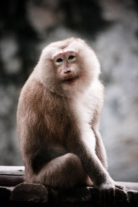 Close-up of monkey sitting outdoors