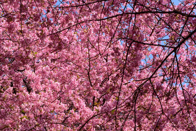 Low angle view of pink flowering tree