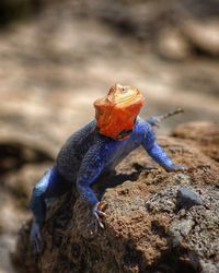 Close-up of agama on rock