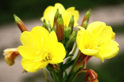 Close-up of yellow day lily blooming outdoors