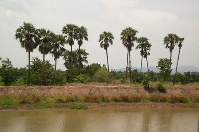 Palm trees by lake against sky