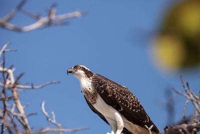 Osprey bird of prey pandion haliaetus perches on a tree at clam pass in naples, florida