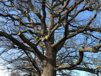 Low angle view of bare tree against sky