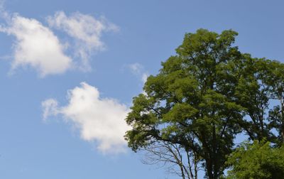 Low angle view of tree against sky