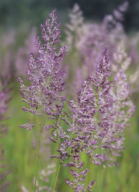 Close-up of purple flowering plant on field