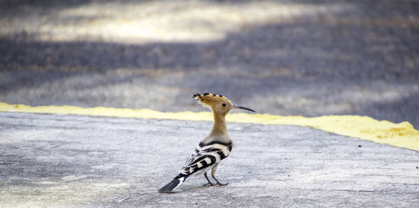 Side view of giraffe looking away on road