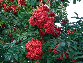 Close-up of red berries on plant