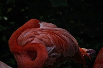 Close-up of a duck in lake