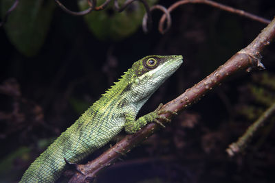 Close-up of lizard on tree