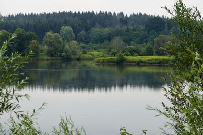 Scenic view of lake in forest