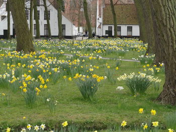 Flowering plants on field